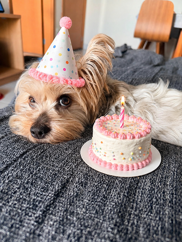 Cachorro branco com chapéu de festa azul