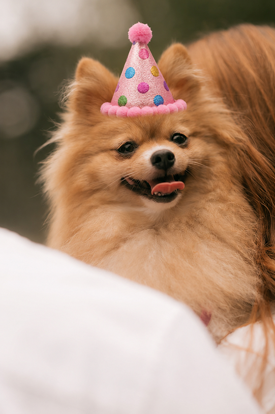Cachorro deitado ao lado de um bolo de aniversário
