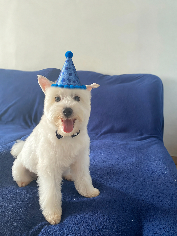 Três cachorros com chapéus de festa e bolo